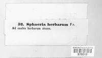 Sphaeria herbarum image